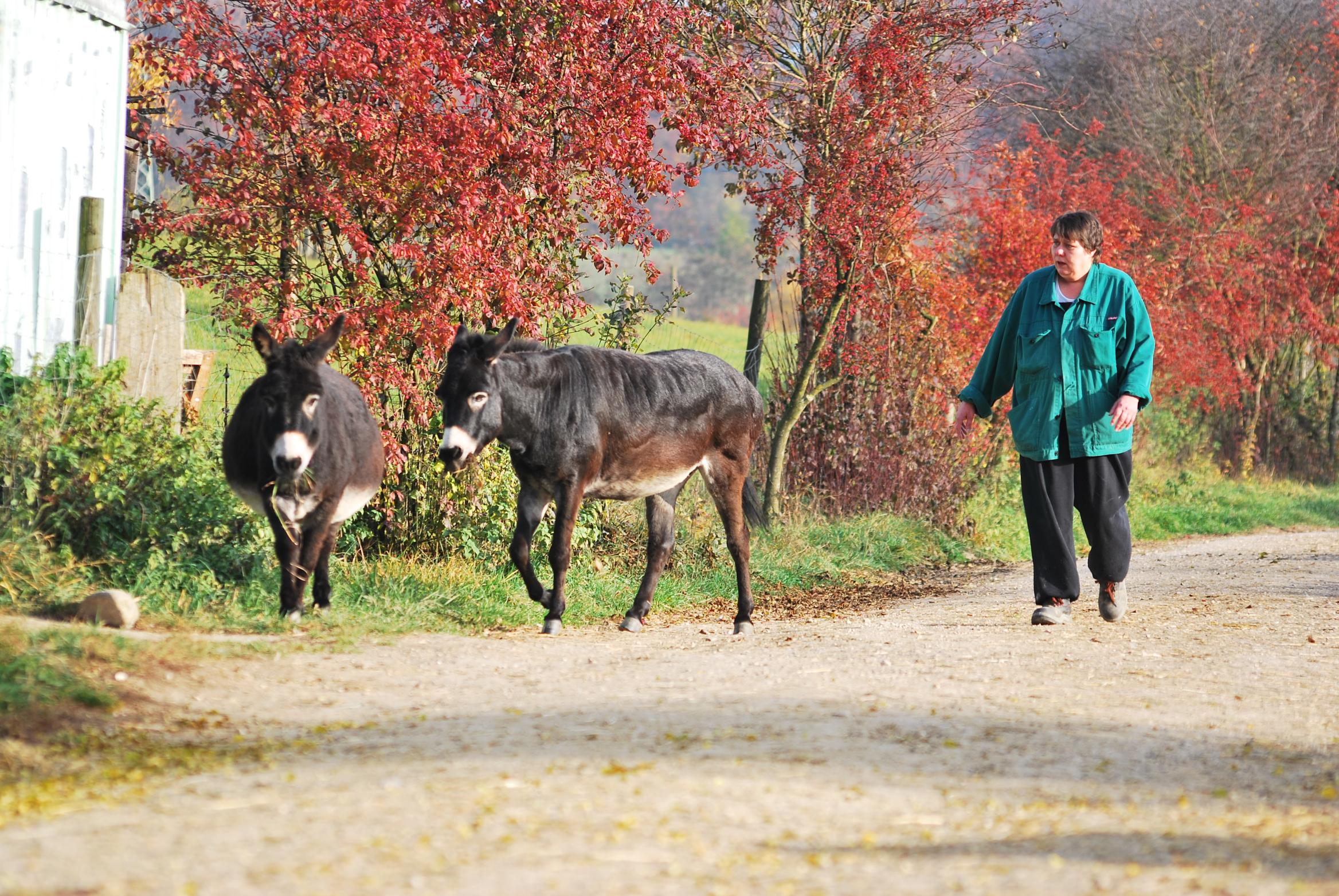 Frau mit 2 Eseln