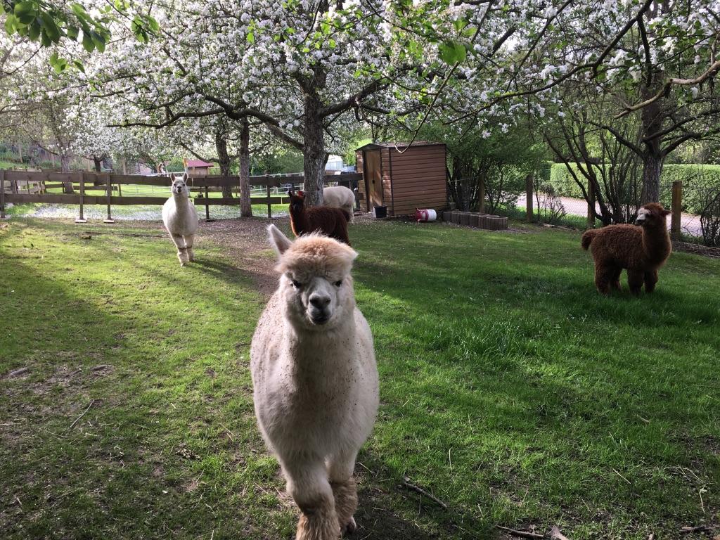 Alpakas auf einer grünen Wiese