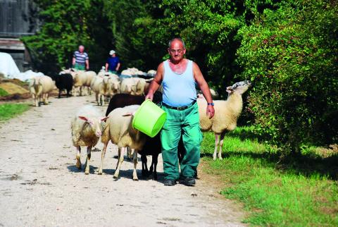 Mann führt eine Schafherde
