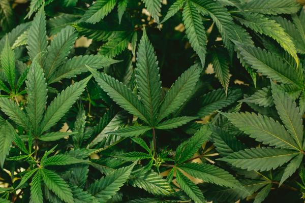 Cannabispflanzen