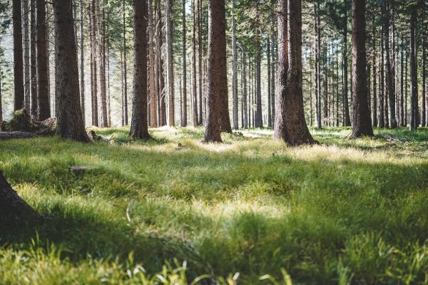 Waldlichtung 